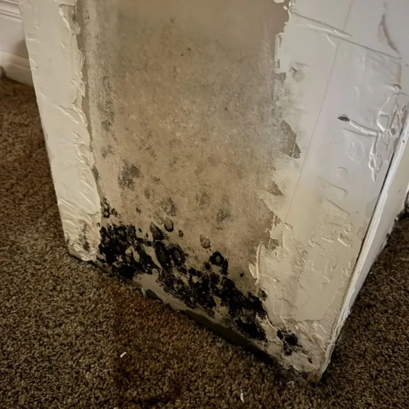Professional Mold Removal in National Park, NJ